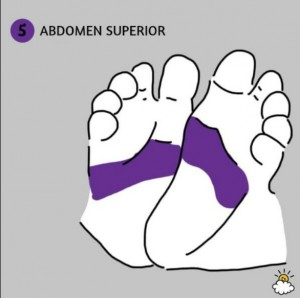 abdomensuperior