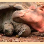 El hipopótamo y la tortuga