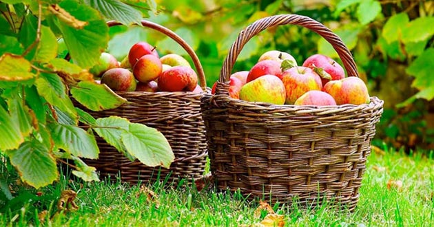 Los beneficios de las manzanas