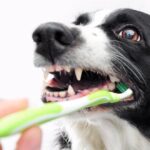 La higiene bucal de tu mascota