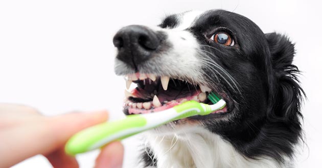 Consejos para la higiene bucal de tu mascota