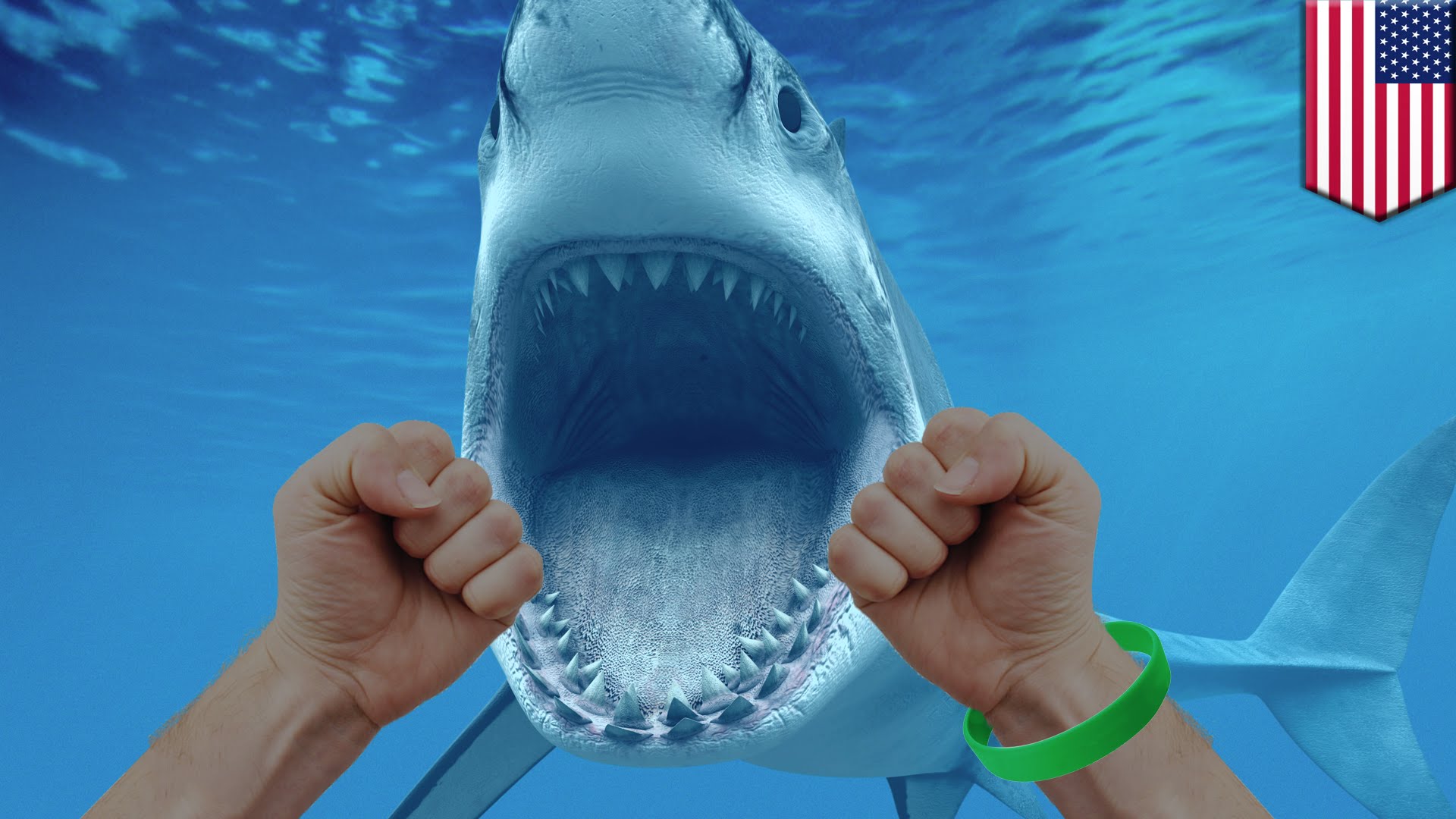 Акулы боятся пузырьков воздуха. Галеофобия боязнь акул. Флорида акулы.