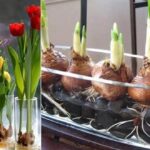 Cómo hacer crecer tulipanes en casa