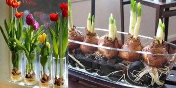Cómo hacer crecer tulipanes en casa