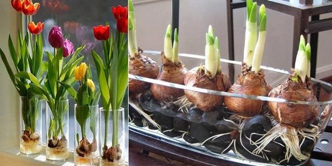 Cómo hacer crecer tulipanes