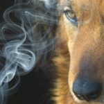 Mascotas afectadas por el tabaco