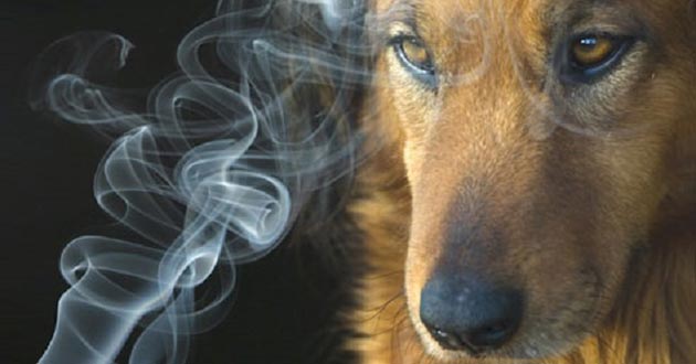 Las mascotas también son afectadas por el tabaco