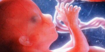 cosas que hace un bebe en el útero