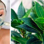 Cómo eliminar el acné con hojas de laurel
