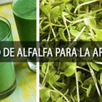 Cómo preparar un jugo de alfalfa para la artritis