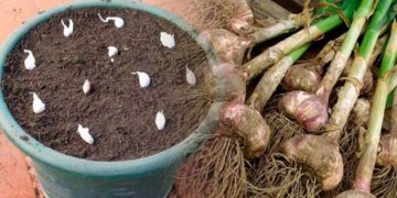 Cómo cultivar ajos