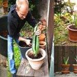 Cómo cultivar aloe vera en el hogar