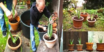 Cómo cultivar aloe vera en el hogar