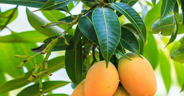 Hojas de mango para el tratamiento de la diabetes