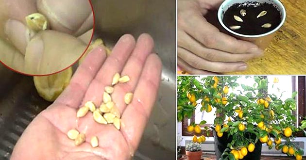 Cómo cultivar limones en casa
