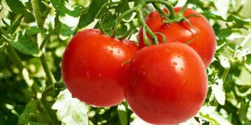 Los beneficios del tomate para la salud