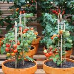 Cómo cultivar tomates en maceteros