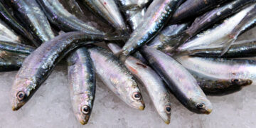 Propiedades y beneficios de la sardina