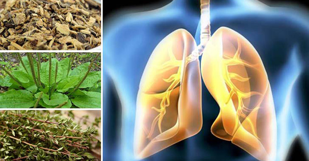 8 hierbas que ayudan a mejorar tu salud pulmonar