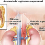 Remedios para el funcionamiento de las Glándulas suprarrenales