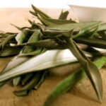 El poder de curación de la hoja de olivo
