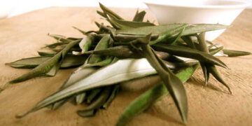 El poder de curación de la hoja de olivo