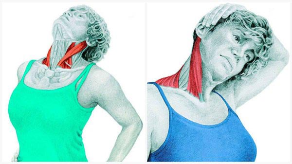 15 Estiramientos para aliviar la tensión en el cuello y los hombros
